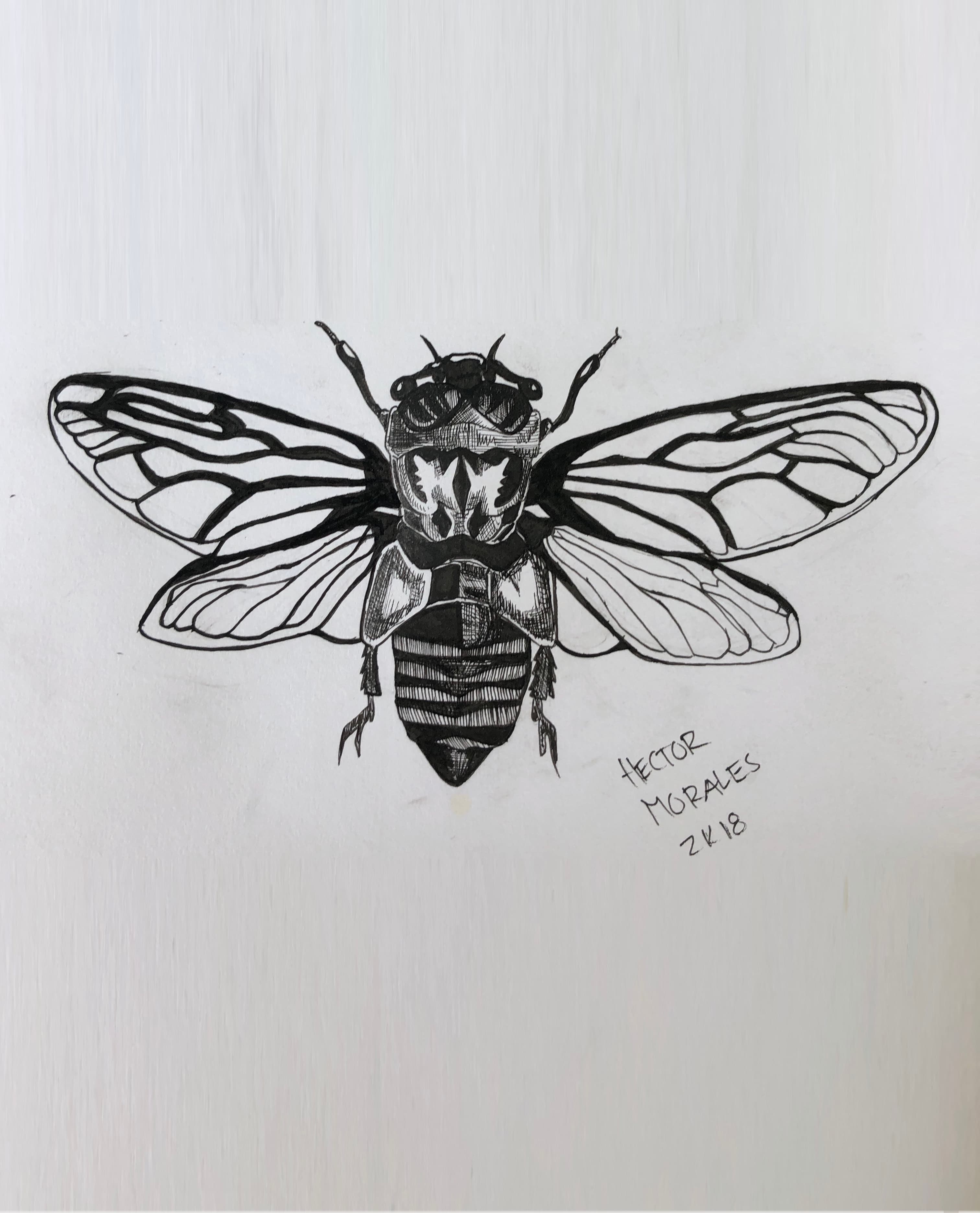 Scientific Rendering of a Cicada - Ink